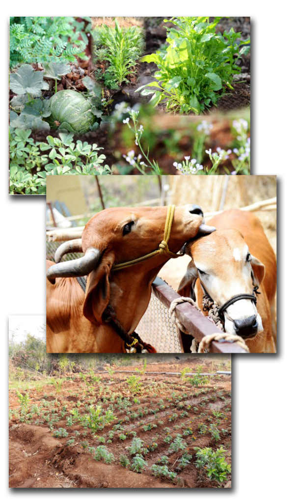 farm_community copy farm_community copy